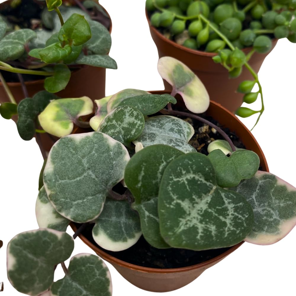 BubbleBlooms Succulent Strings Set of 5 Different String Plants in 2 inch pots Grower's Choice Includes Variegated String of Pearls, Turtles, Hearts, Frogs, Dolphins and More