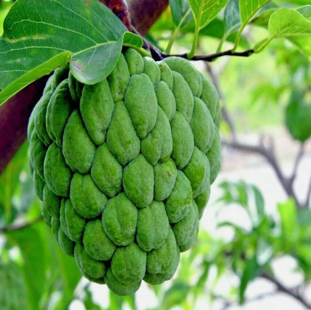 10PCS Custard Sugar Apple Fruit Tree Seeds Annona Squamosa Tropical Sweetsop Plant Fruit Tree Seeds