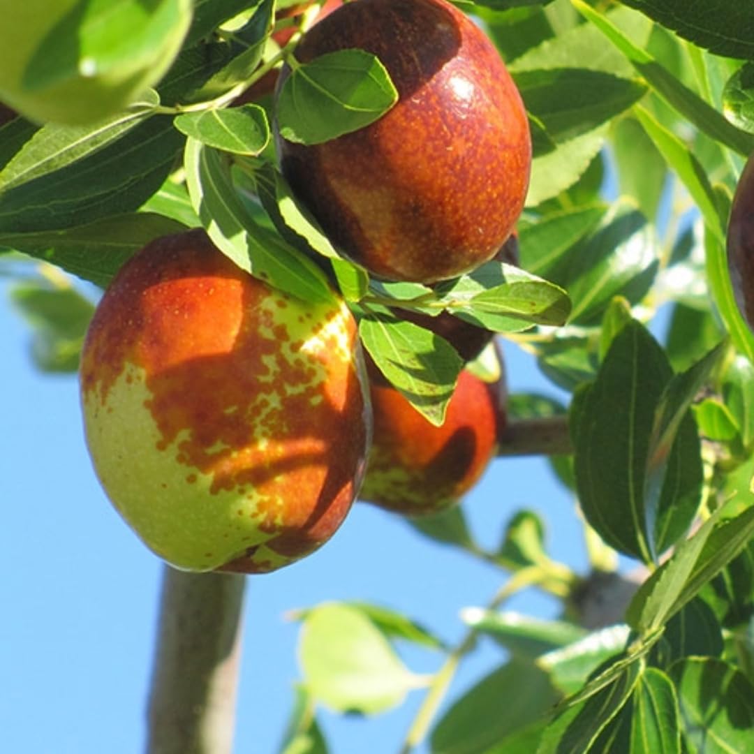 9 Months Old Li Jujube Tree Live Plant, 10-14 Inches Tall for Planting, Ready to Bear Fruit Within 1-3 Years, Dormant in Winter