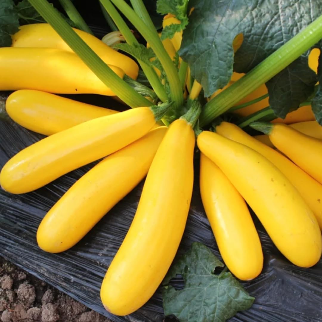4''-7'' Yellow Squash Plants Live, 4 Inc Potted, Zucchini Plants Live for Planting - Set 4 Plants