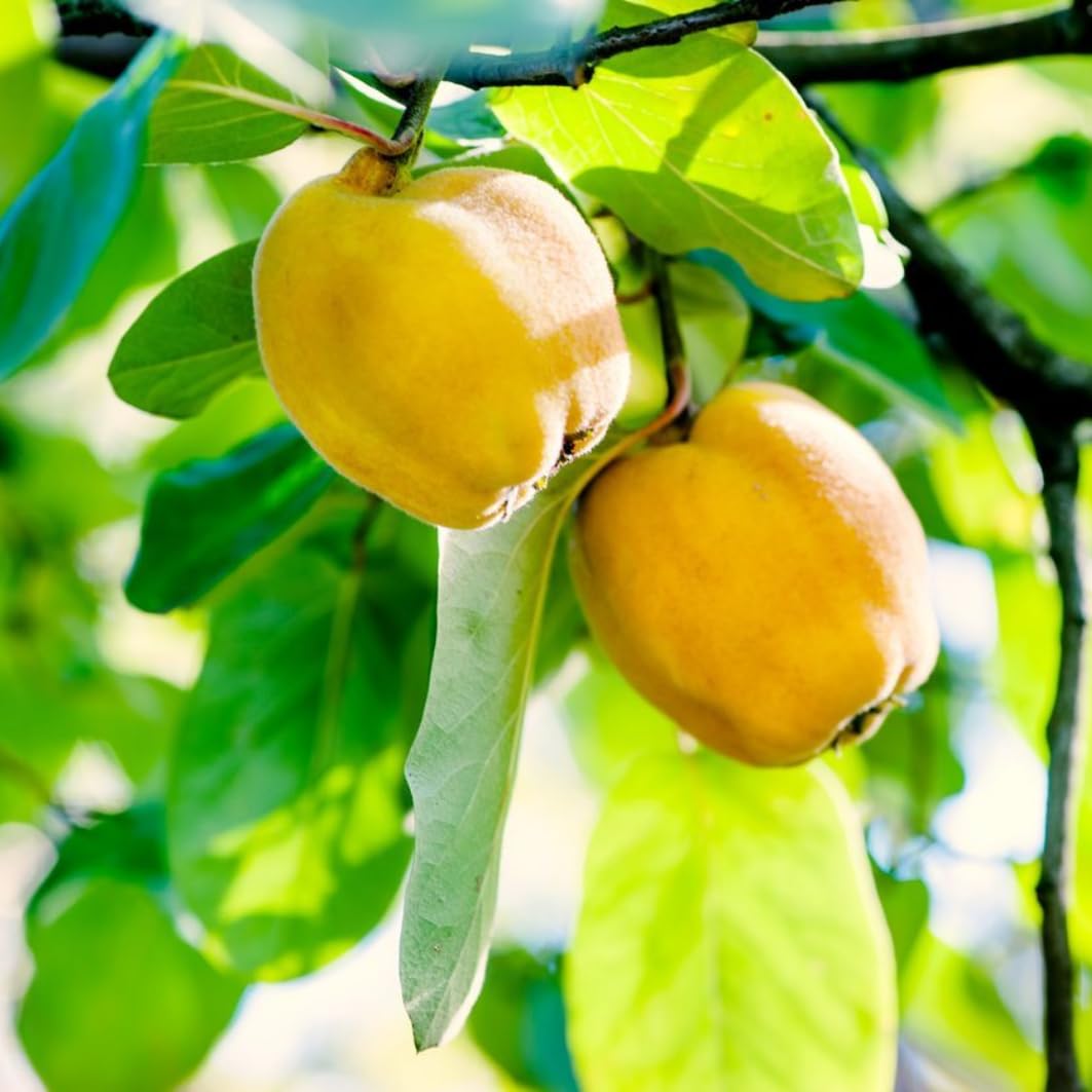 Rare Quince Tree Live Plant 2-3 Years Old Already Bearing Fruit, Yellow Quince Tree 2-3 Feet, Cold Hardy and High-yielding