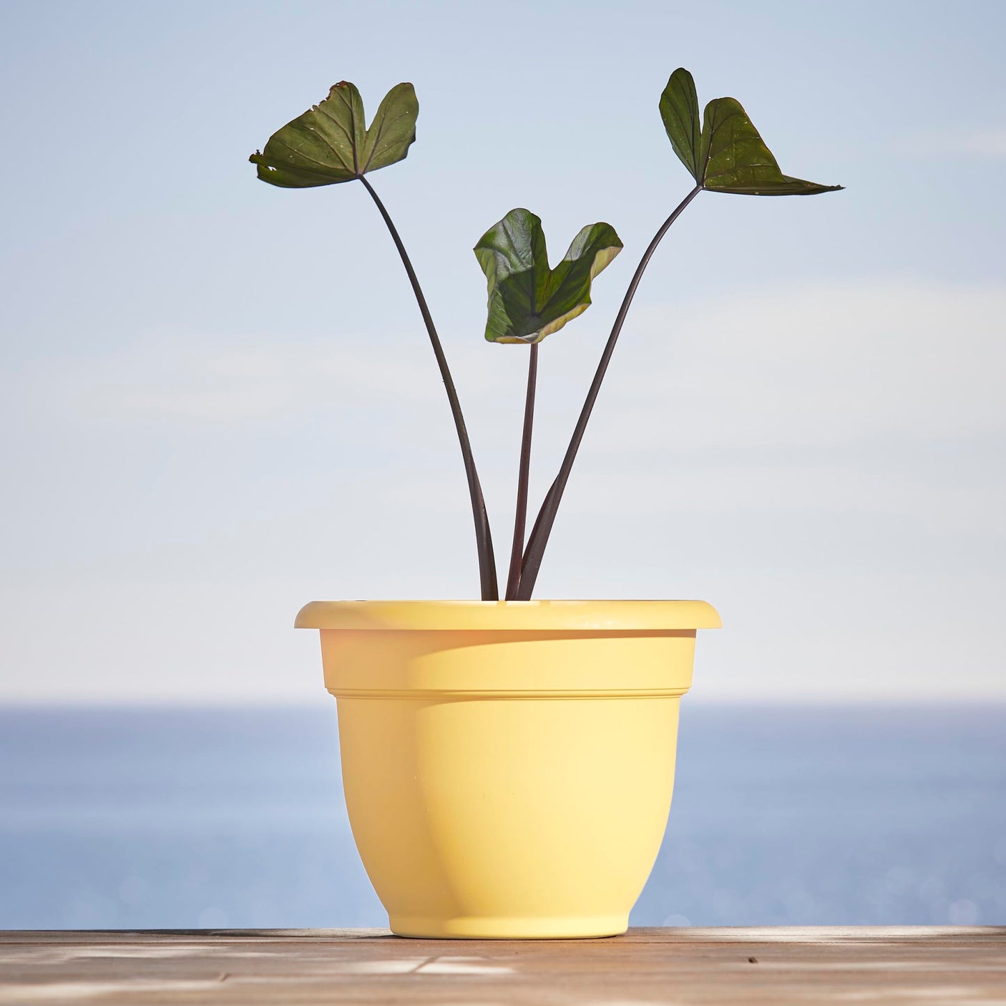 Bloem Ariana 12" Self-Watering Plastic Planter - Rolled Rim Indoor/Outdoor Garden Pot, Daffodil, 2-Pack