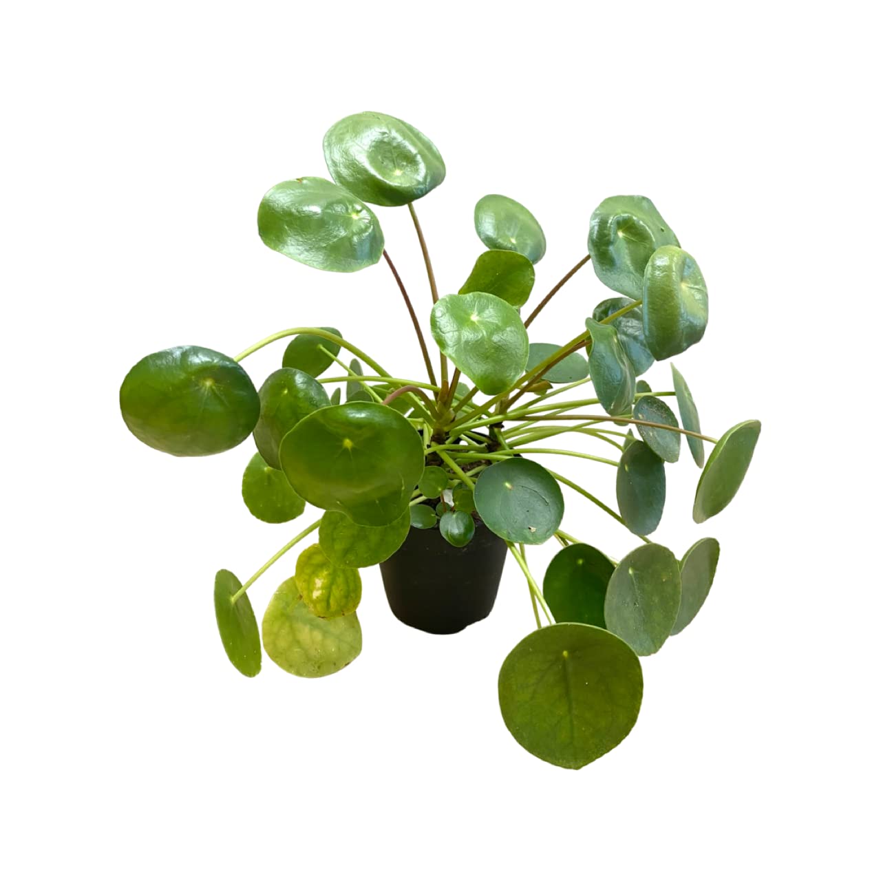 Chinese Money Plant - Pilea peperomioides - 3.5" Pot, Fully Rooted