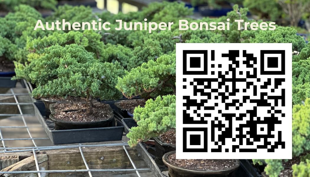Live Dwarf Juniper Bonsai Tree | Potted in Plastic Pot | 3 Years Old | 100% Handcrafted | Outdoor Bonsai | Unique Gift for Birthday, Graduation, Anniversary