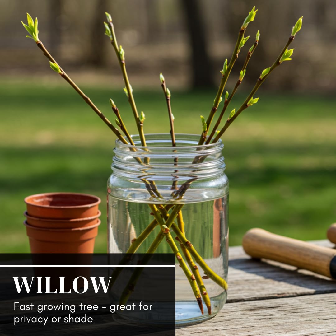 4 Golden Weeping Willow Tree Cuttings - Live Plants - Beautiful Arching Canopy