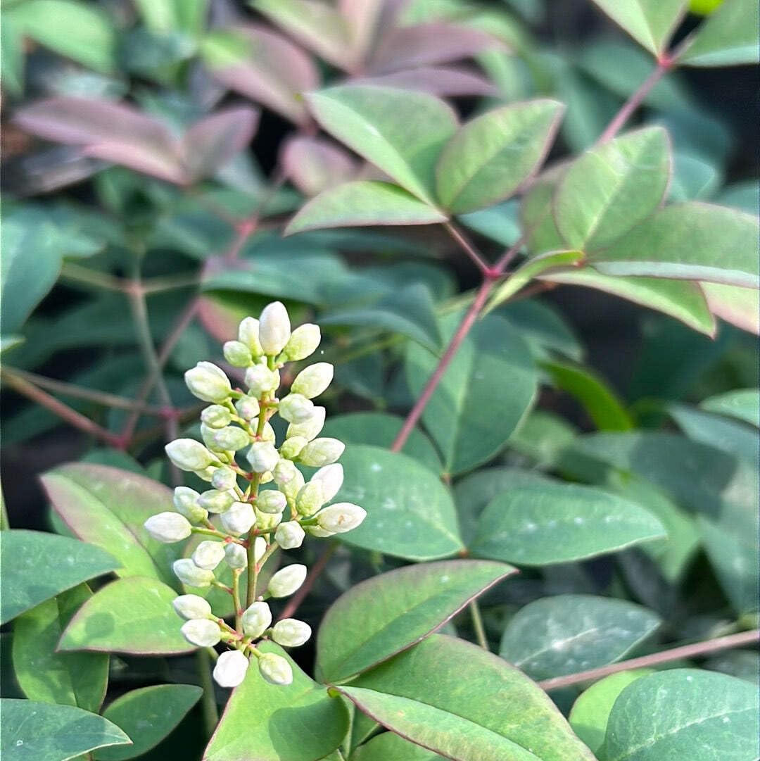 Harbor Belle Heavenly Bamboo, 3 Gallon, Evergreen Shrub