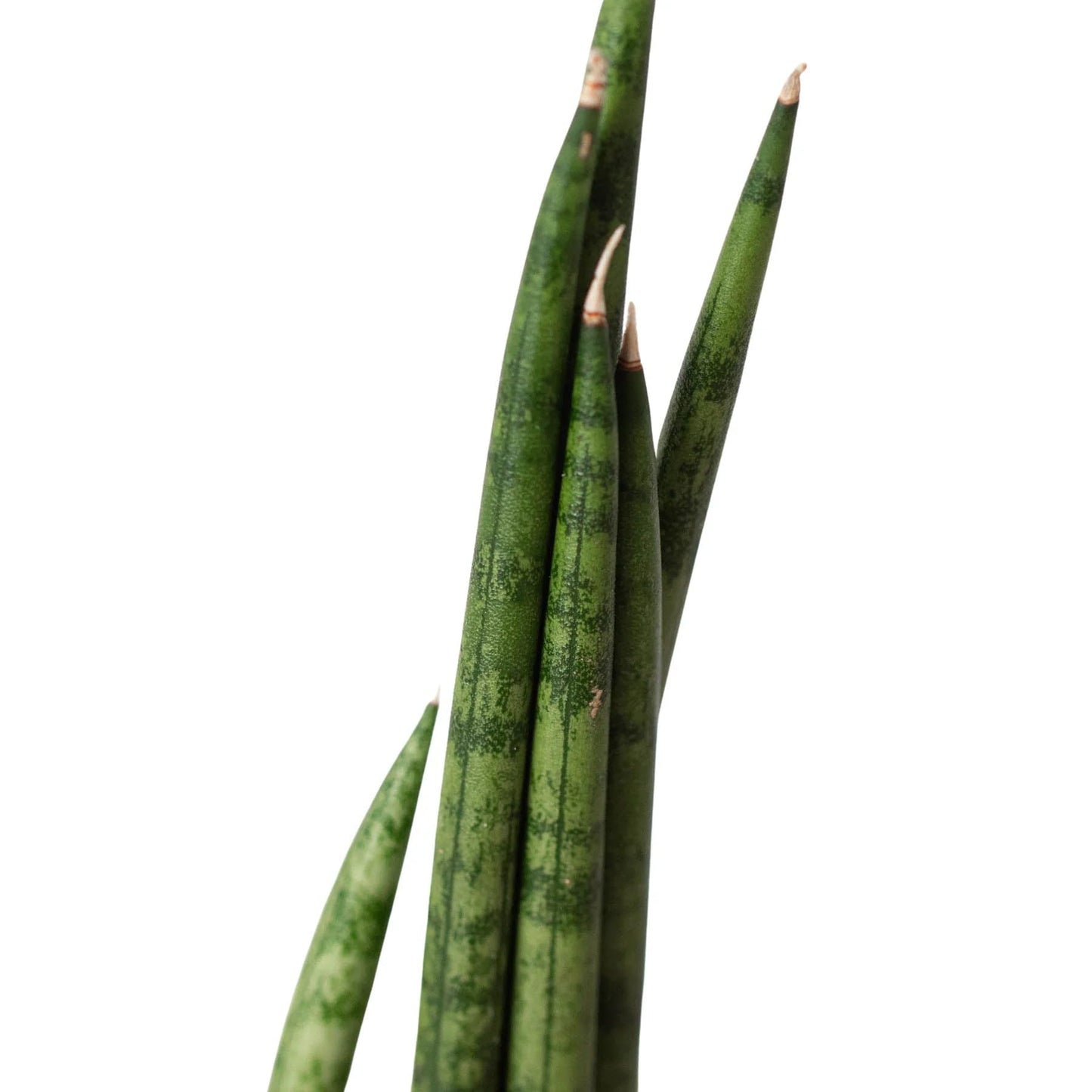 8 Pack Snake Plant Cylindrica in 4in Pot - Live Plants Tropical Houseplants | Variegated | USA Growers | The Snobby Leaf