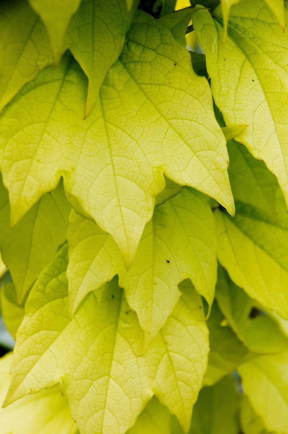 Fenway Park Golden Boston Ivy Plant - Parthenocissus - 2.5" Pot