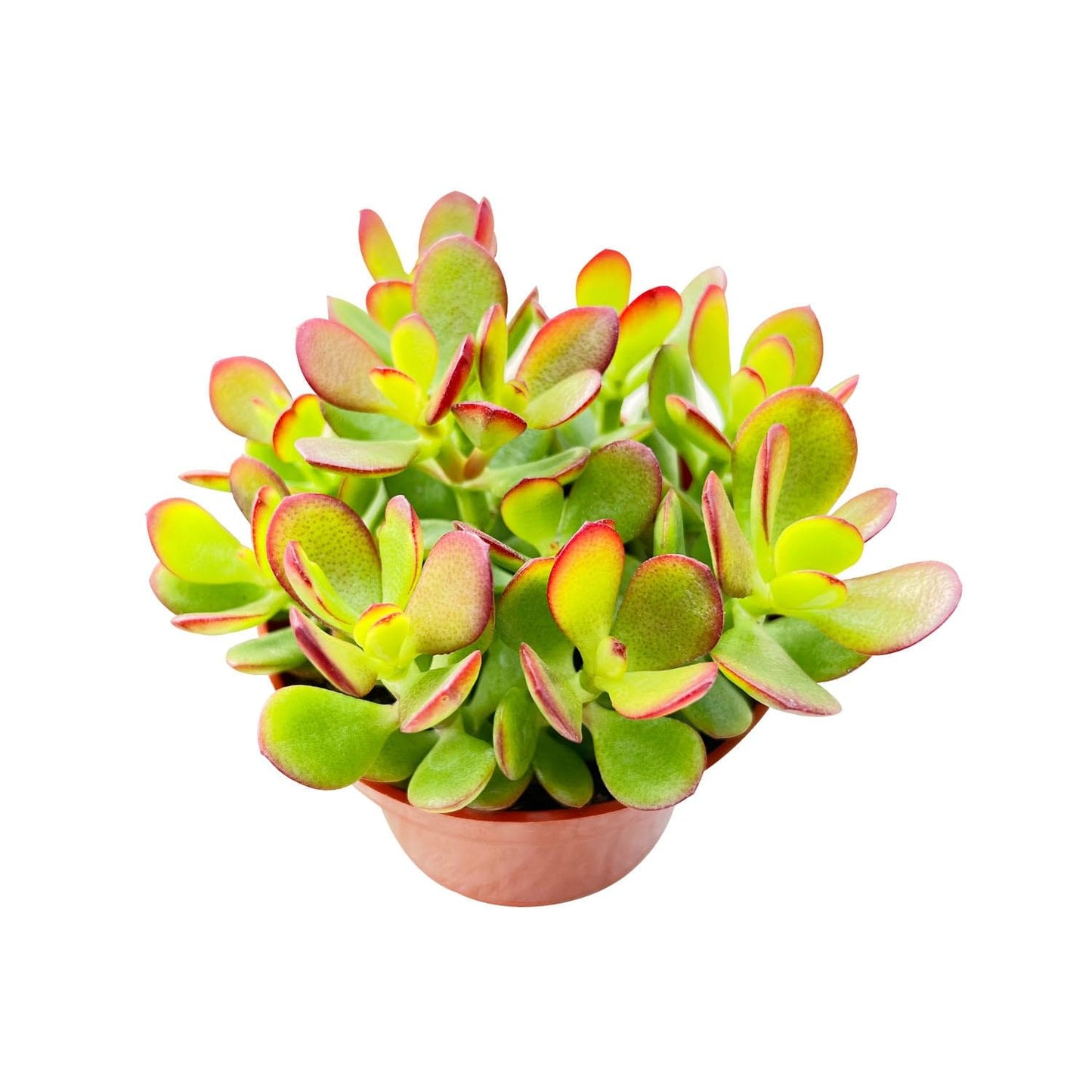 Sprout N Green Dwarf Jade - Crassula Ovata Crosby's Compact, Rare Cute Succulent Plant Fully Rooted in 4" Pot