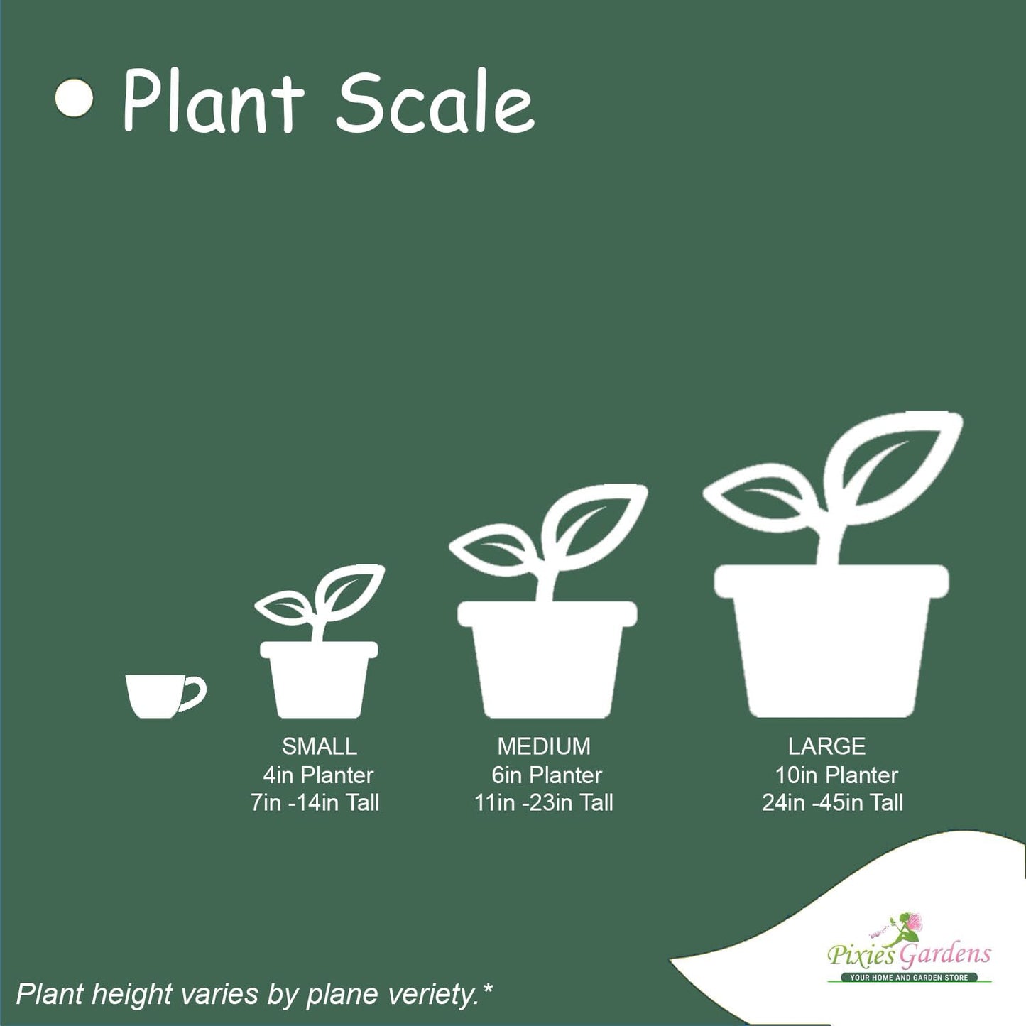 Moonglow Pear Tree, Live Fruit Tree Plant (7 Gallon/Potted/Single Plant)