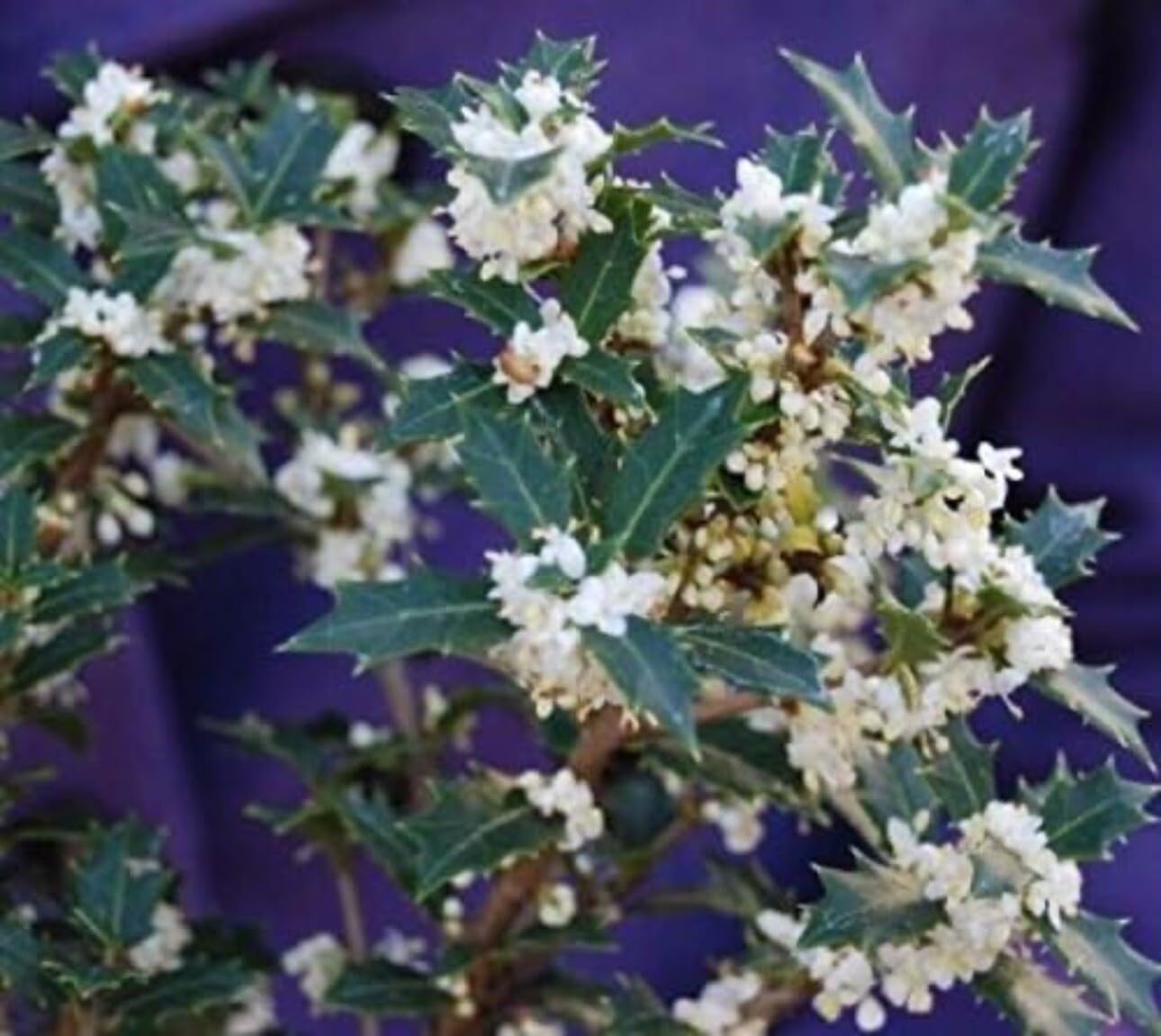 Live Plant - Party Princess 'Kaori Hime' Fragrant Sweet Tea Olive Osmanthus Fragrans-Starter