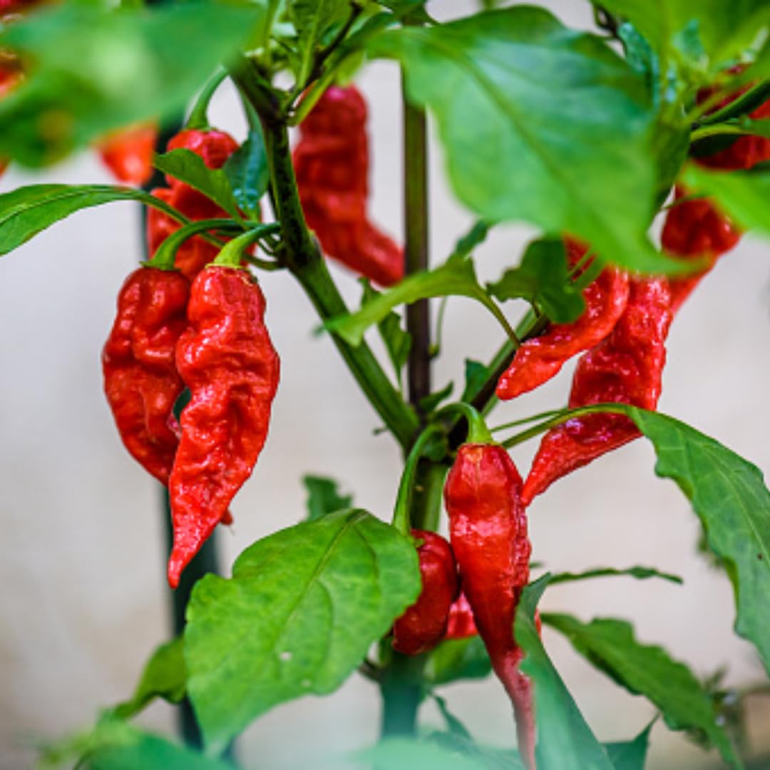 Bhut Jolokia Chile Ghost Pepper Plant Live in 2.5 Inch Pot for Planting Outdoor