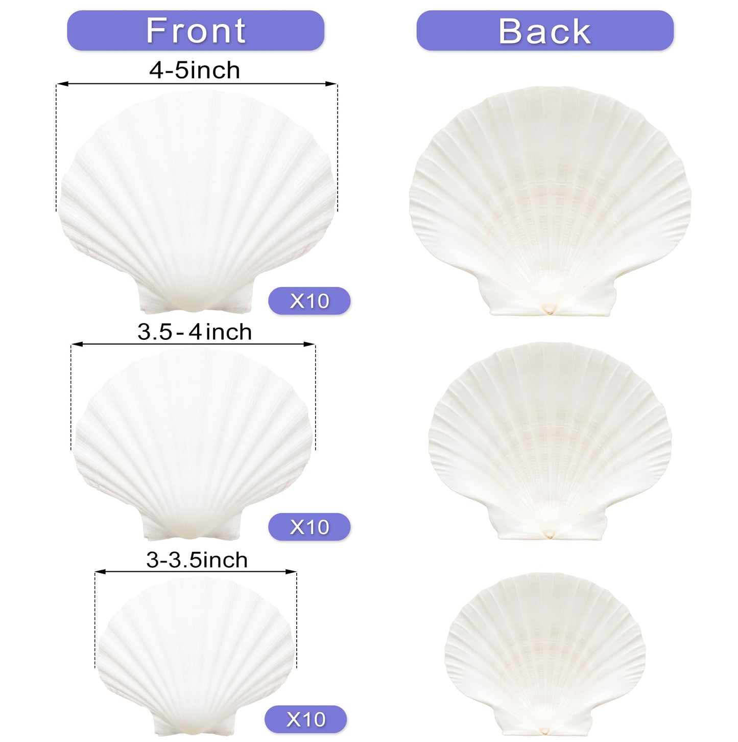 Denking 30 PCS Scallop Shells Mixed Sizes 3–5 Inch Natural White Seashells 3"-3.5" 3.5"-4" 4"-5" for DIY Painting, Craft, Baking, Beach Wedding & Home Decor(30PCS 3 Sizes Mixed)