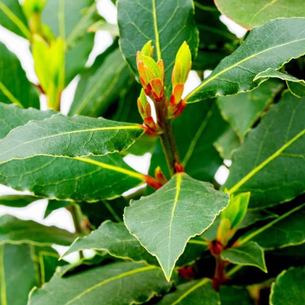 Sweet Bay Laurel Plant Live, Laurus Nobilis Bay Leaf Tree, 5-9" Tall, Fragrant Herb