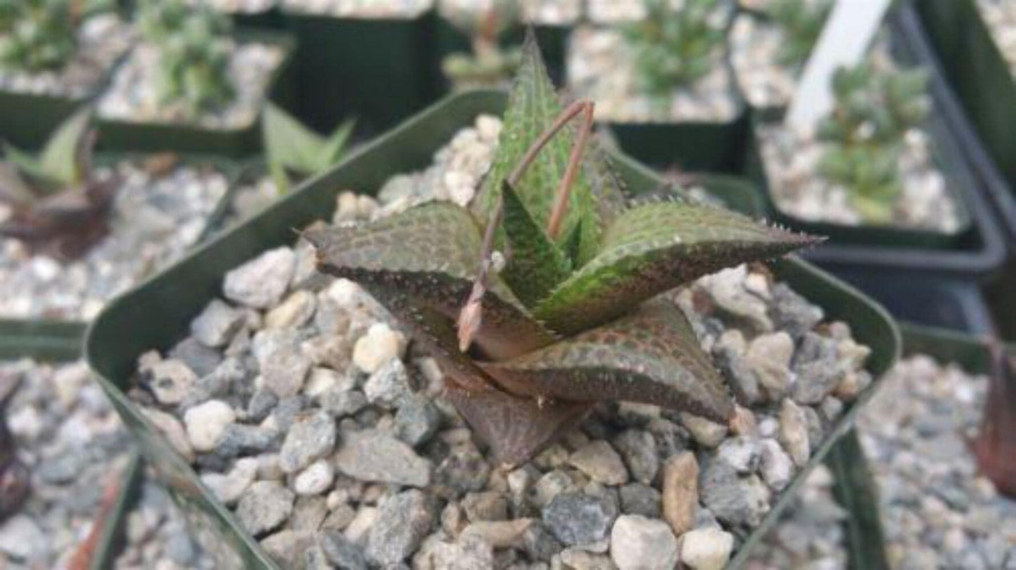 Haworthia veneosa Tessellata Cacti Cactus Succulent Real Live Plant