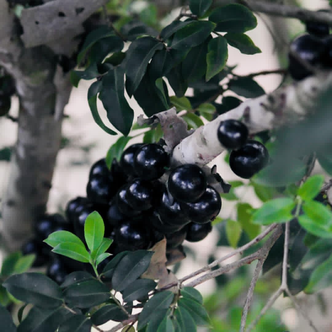 Live Jaboticaba Tree Plant, Black Jaboticaba Fruit Tree, Sweet Fruit Tree,1 Feet Tall for Outdoor Garden