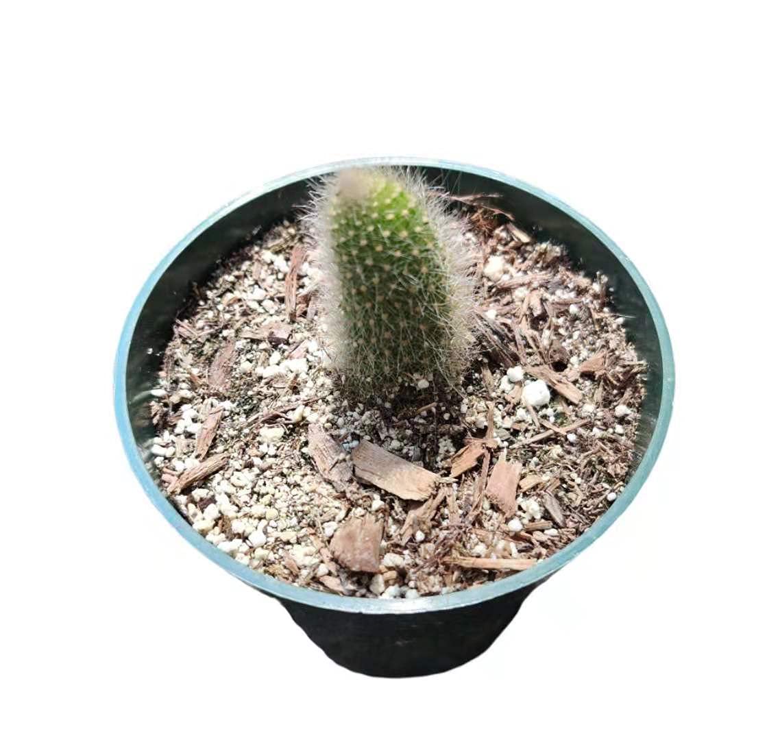 Live Cactus Plants 4" Pot Monkey Tail Cactus for Gift & Home Decor