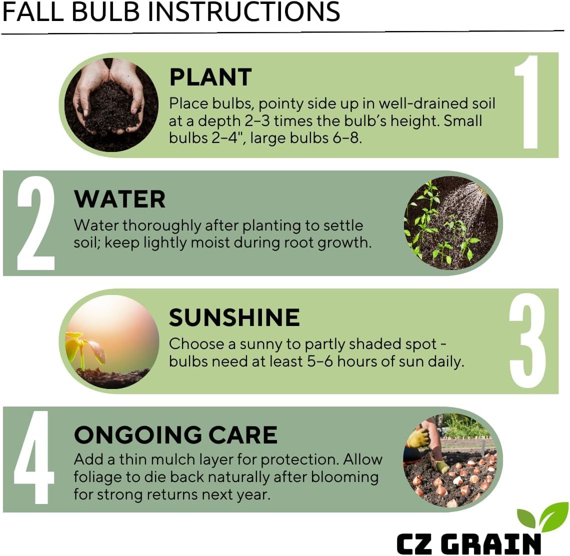Cupids Embrace Double Daffodil Bulbs for Planting - Top Size Bulbs - Stunning Colors (10 Bulbs)