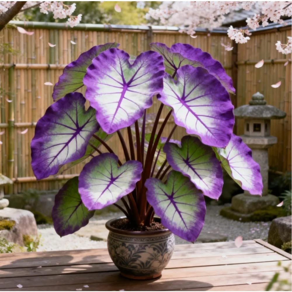 Elephant Ear Bulb Starter for Tropical Garden, Bold Leaf Coverage