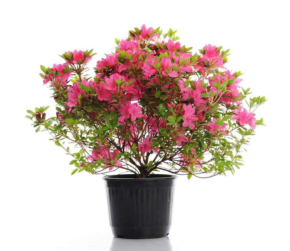 Dwarf Autumn Fire Encore Azalea – Compact Reblooming Shrub with Bright Red Flowers for Borders, Containers & Landscapes (3 Gallon/Potted/Single Plant)