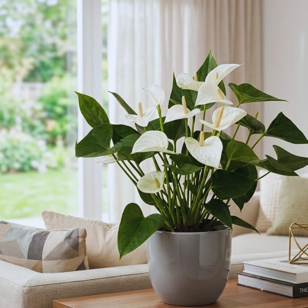 White Anthurium Plant Live, Anthurium Flower Tree, 6'' Pot, Houseplant Live Plant for Home Decoration, No Ship to CA
