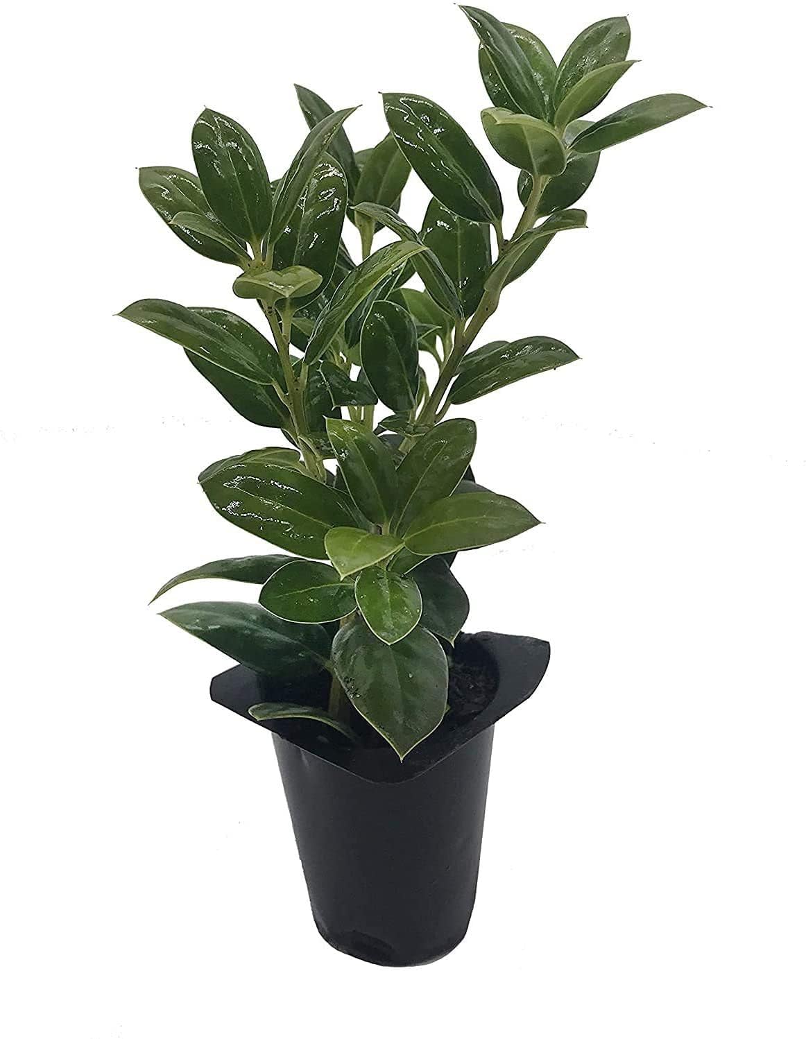 Dwarf Burford Holly - 30 Live Plants - Ilex Burfordi Evergreen Hedge Red Berries Tree Shrub