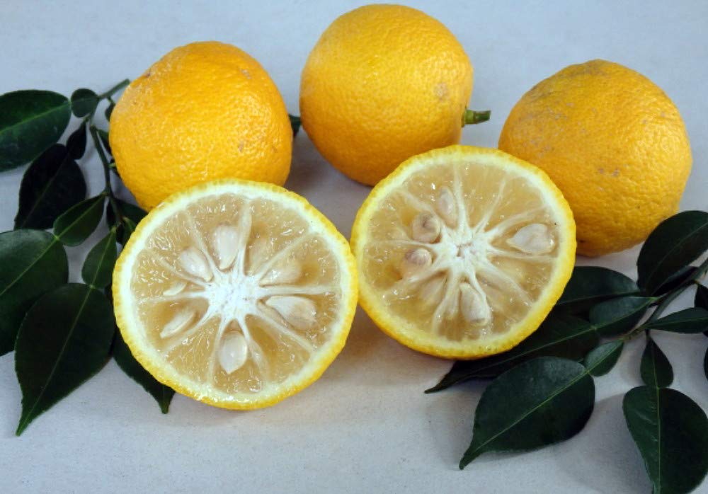 Rare Yuzu Citrus Tree - Indoors/Out - No Ship to Tx,Fl,Az,Ca,La,Hi - 5" Pot
