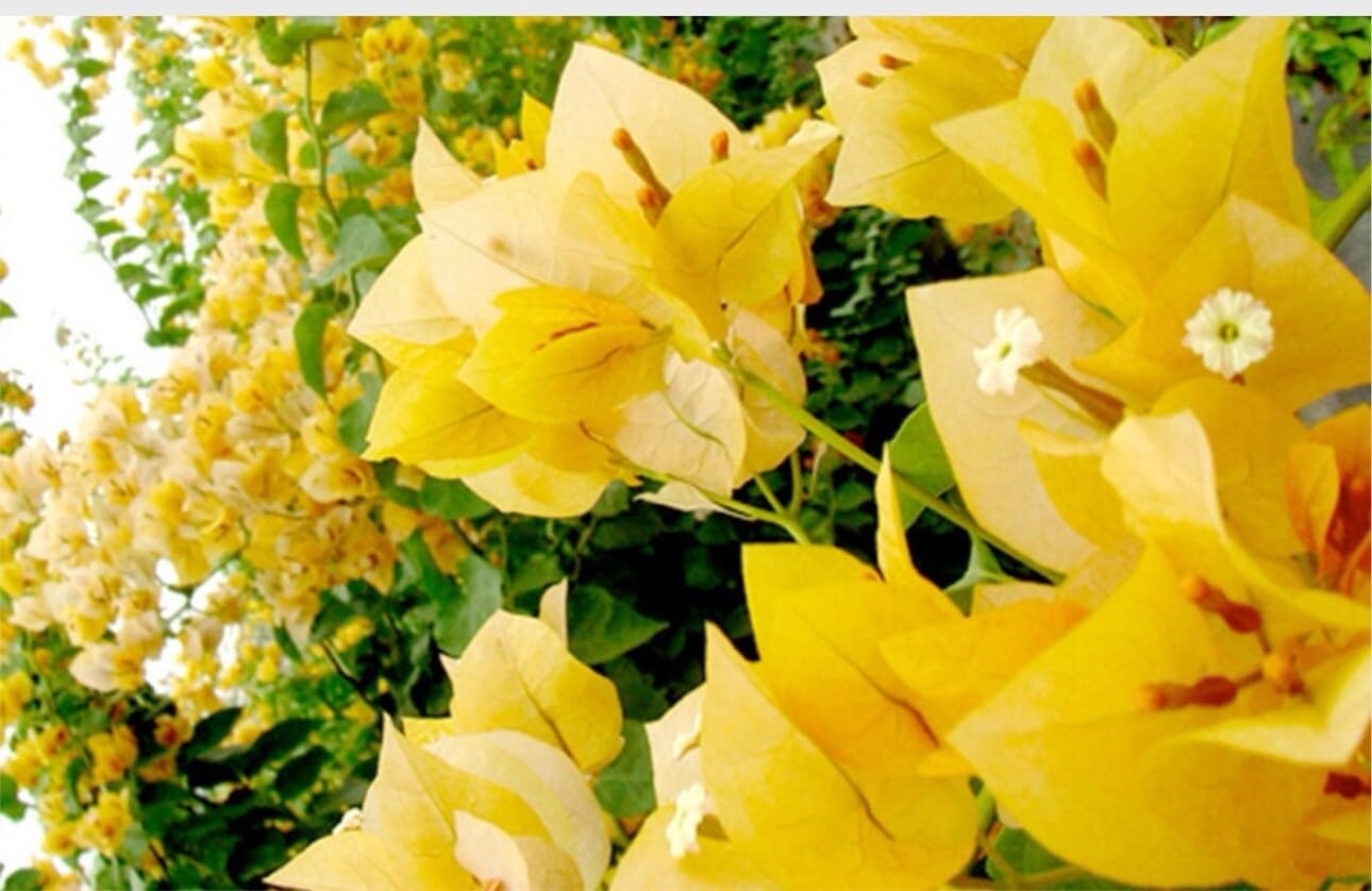 Live Plant - 4” Pot of Gold Live Rooted Bougainvillea Plant