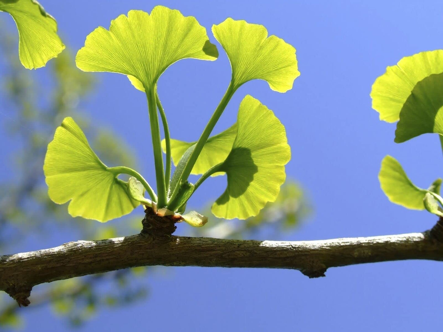 Ginkgo Live Plant 1-2' in a ABP Container
