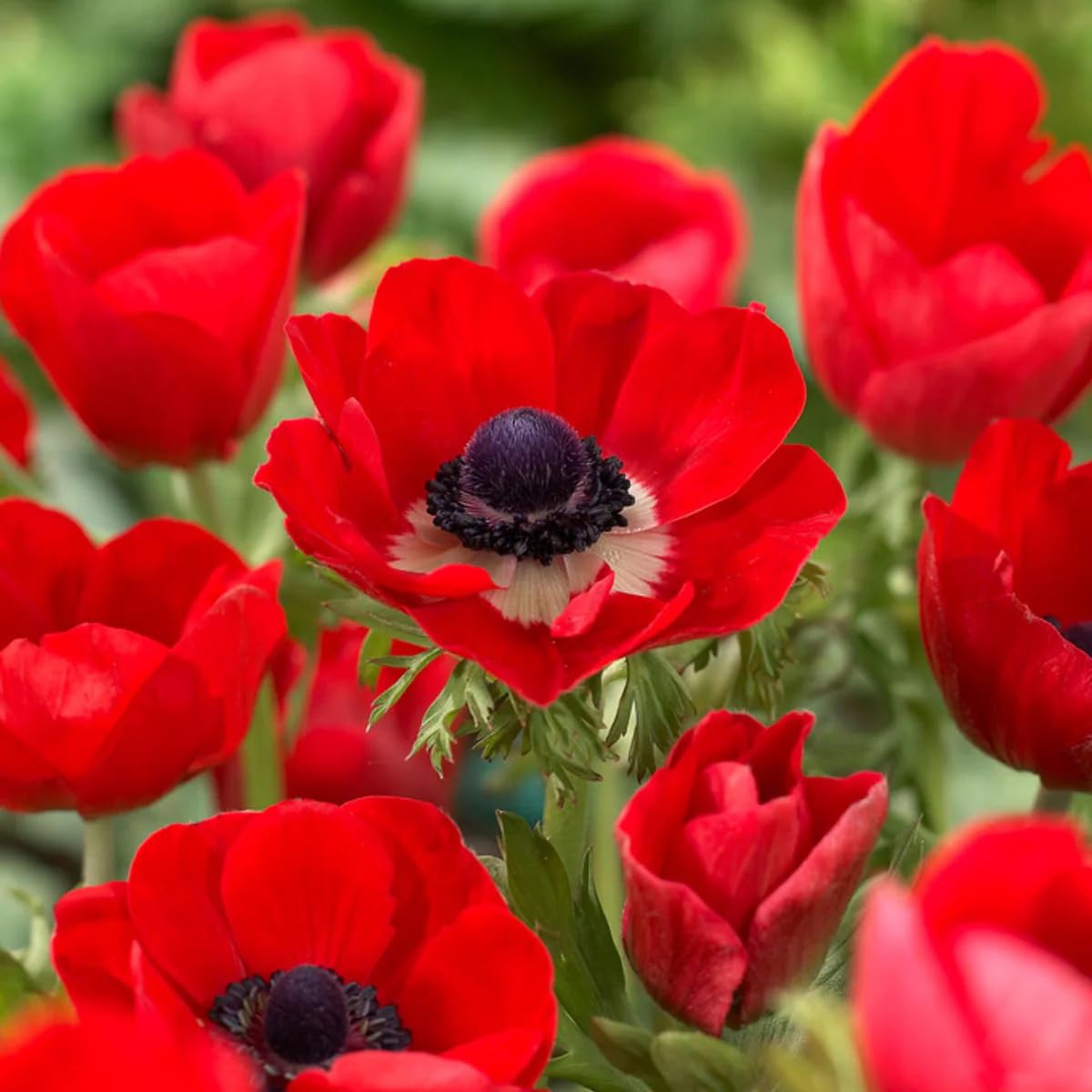 Votaniki Anemone Giant His Excellency (Windflowers) - Hardy Perennial & Attracts Pollinators, Striking Red Anemone Bulbs for Planting | Spring Flower Bulbs - Easy to Grow (6 Pack)