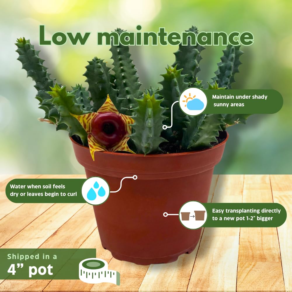 BubbleBlooms Lifesaver Huernia Zebrina, Starfish Stapelia Cactus, Live in a 4 inch Pot