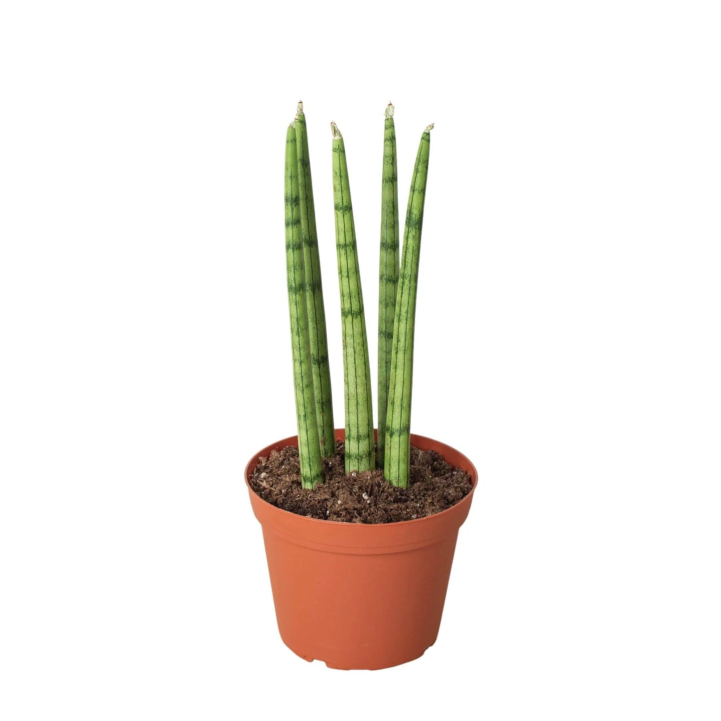 10 Pack Snake Plant Cylindrica in 4in Pot - Live Plants Tropical Houseplants | Variegated | USA Growers | The Snobby Leaf