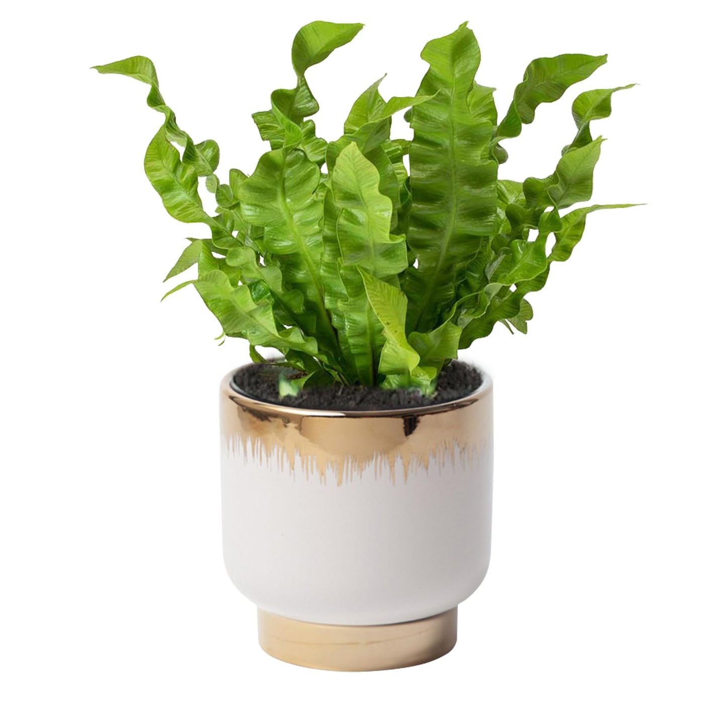 NEONWE White Ceramic Planters, Gold Flower Pots for Indoor Plants with Drainage Holes, Modern Round Planter with Drainage Holes - Plant Not Included 4.33 X4.33 Inch