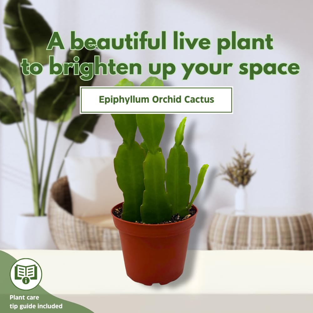BubbleBlooms Epiphyllum Orchid Cactus in a 4 inch Pot Disocactus ackermannii,