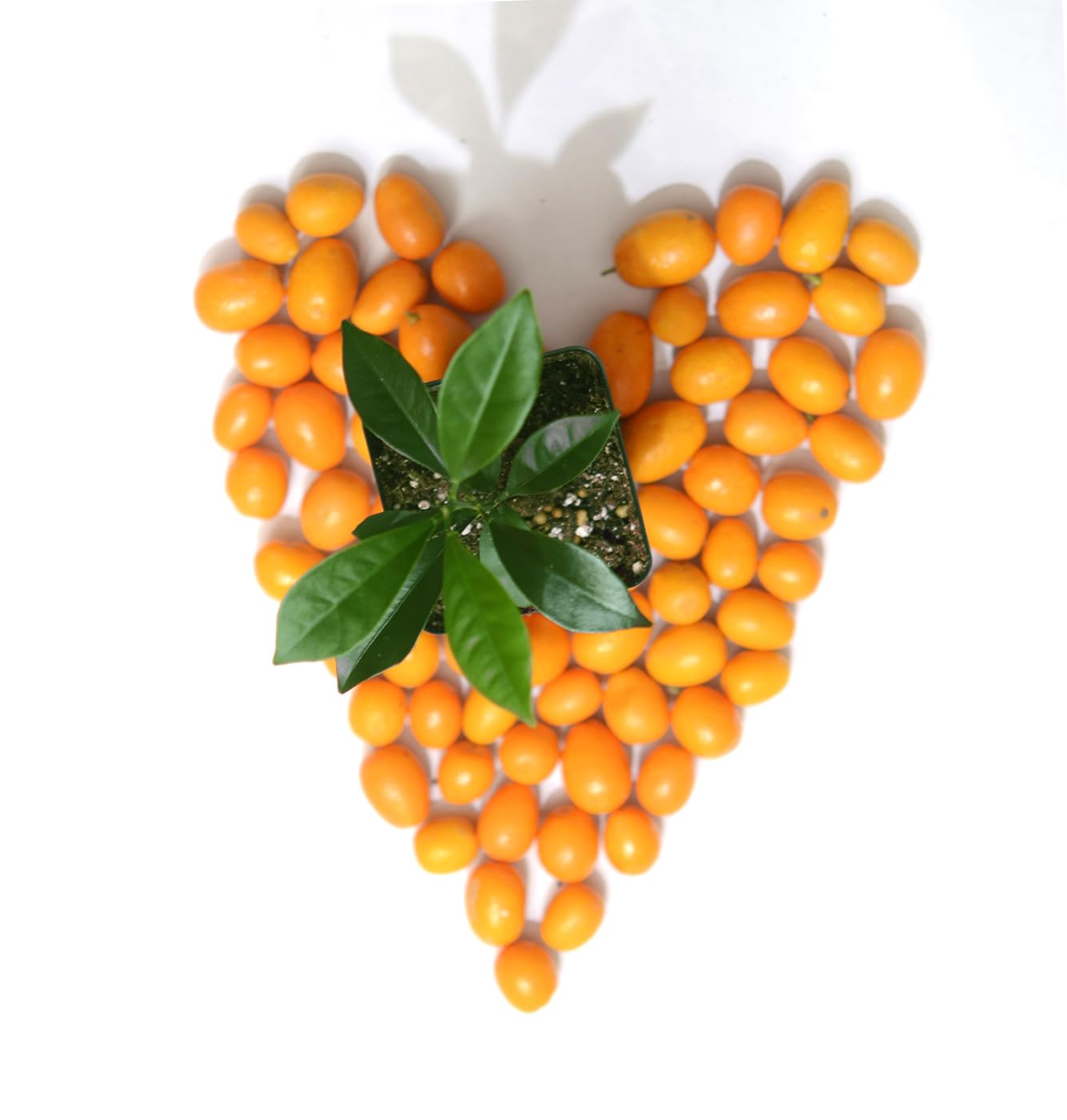 Kumquat Tree Starter Plant. Fortunella Margarita. 3" - 5"