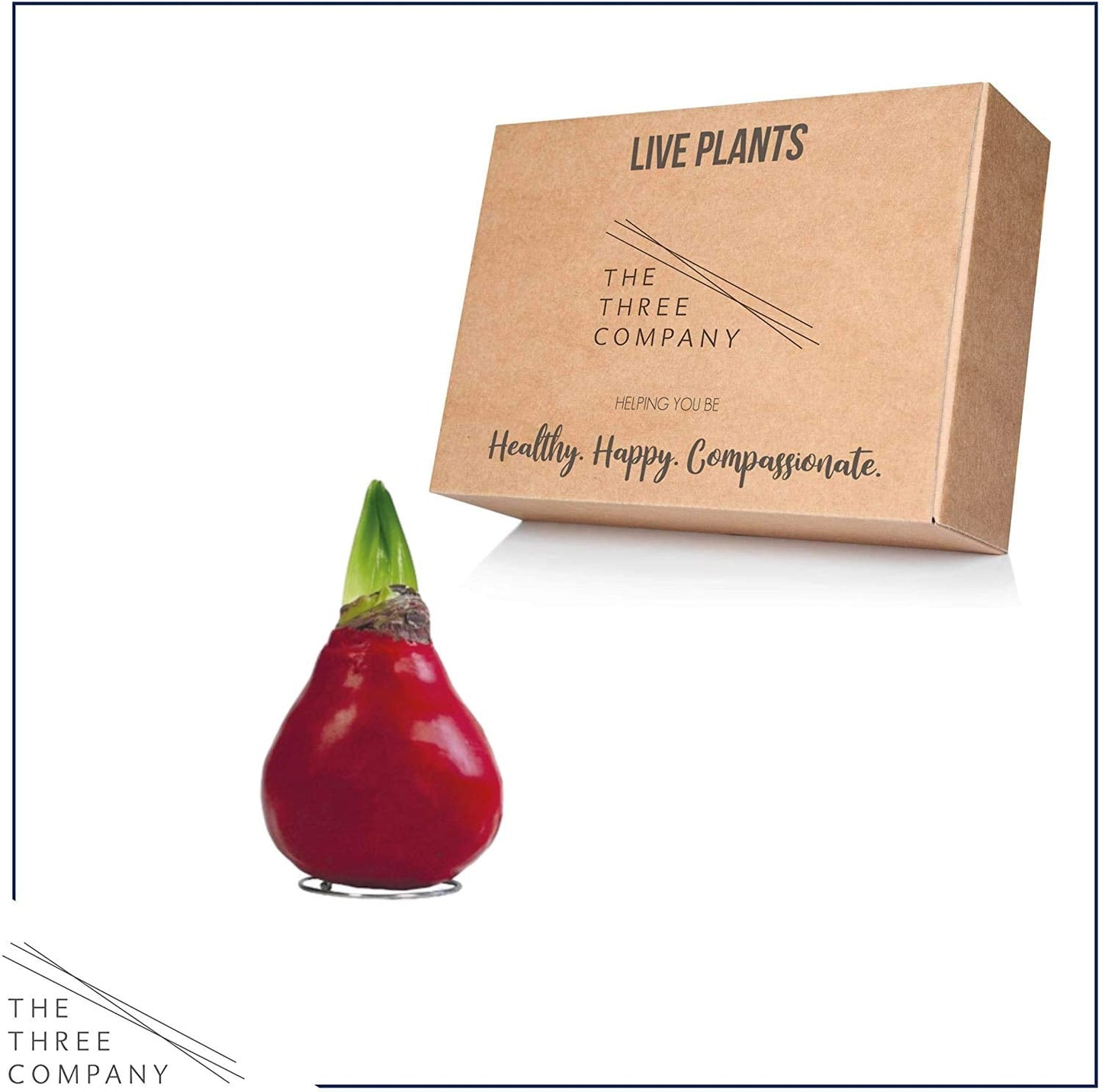 Waxed Amaryllis Bulb – Red Wax with Red Blooms – Live Holiday Gift Plant, Easy Care, No Watering Needed