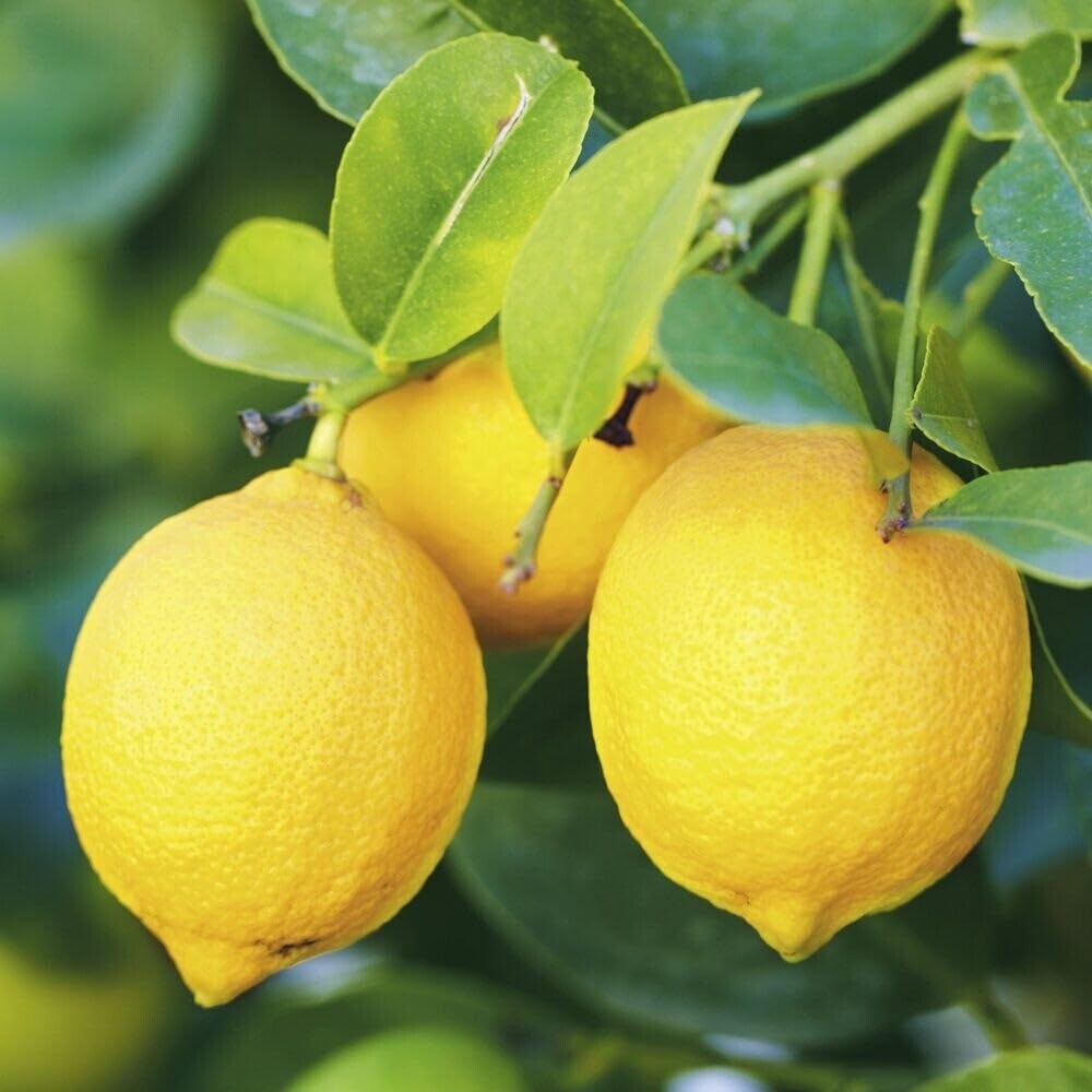 Live Plant - Eureka Lemon Tree - Semi-Dwarf - 24-36" Tall Live Citrus Plant - Potted, Grafted