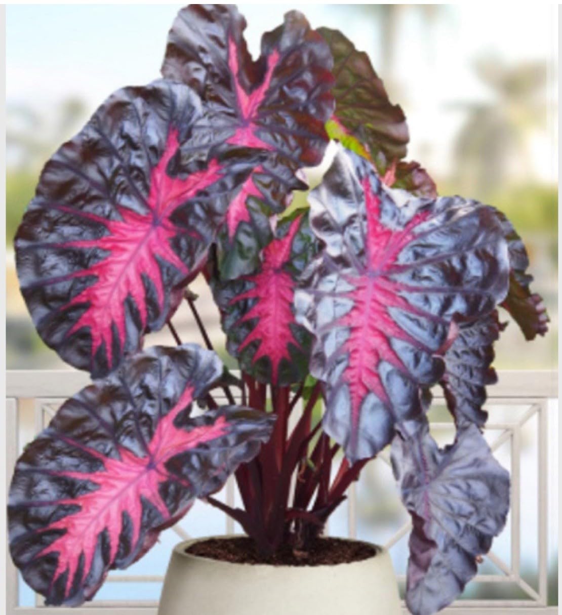 Live Plant - Colocasia esculenta- Elephant Ear - Small Rooted Starter Plant