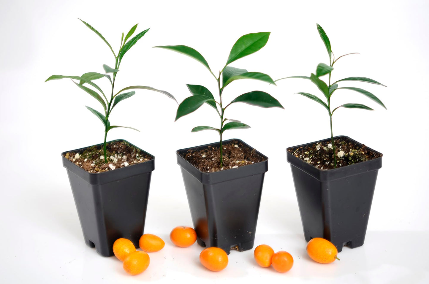 Kumquat Tree Starter Plant. Fortunella Margarita. 3" - 5"