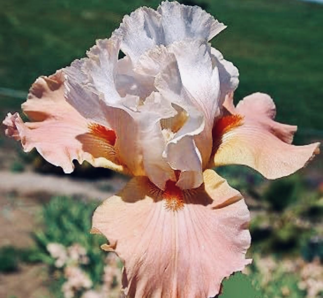 Premium Bearded Iris ‘Struck Twice’ Rhizome/Root/Bulbs (1 ea) - Amazon 30-Day Returnable Guarantee