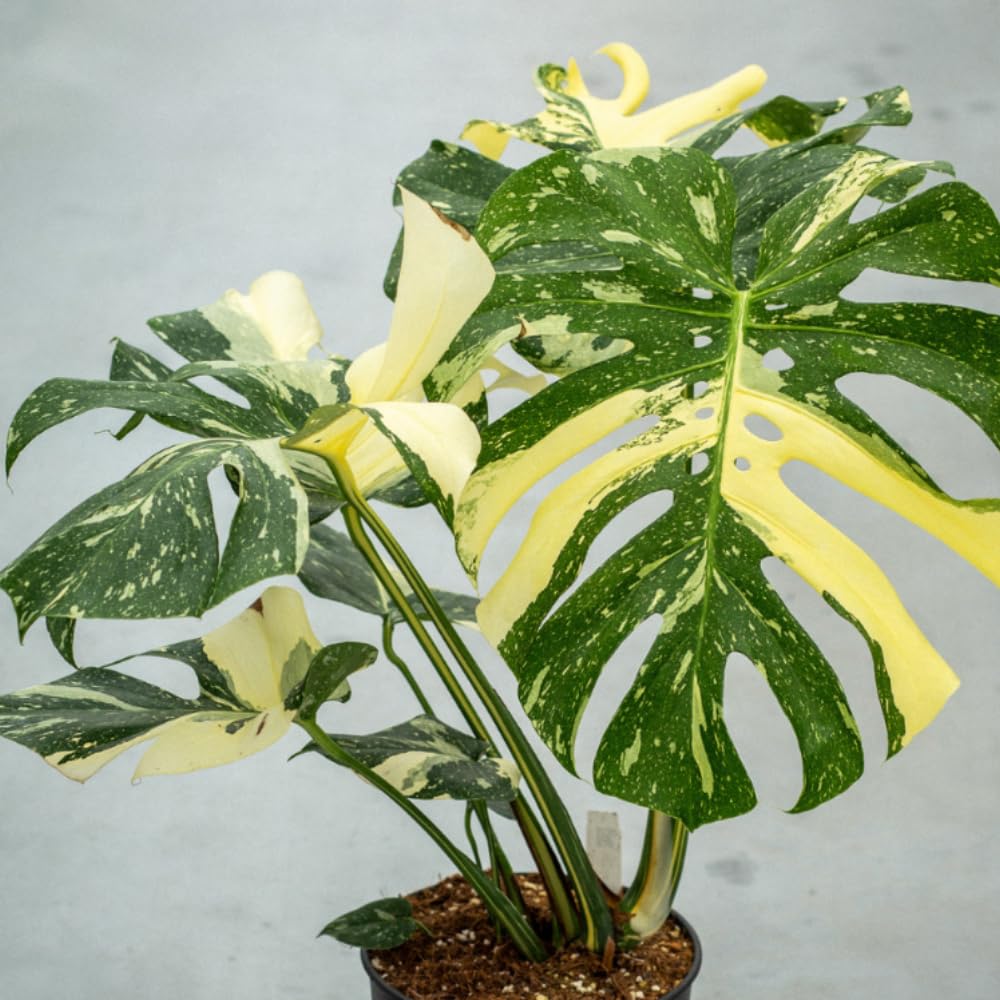 Monstera Plant 4-6 Inch, Live Indoor Plant, Split Leaf Houseplant for Home Office Decoration, No Pot (Variegated Monstera)