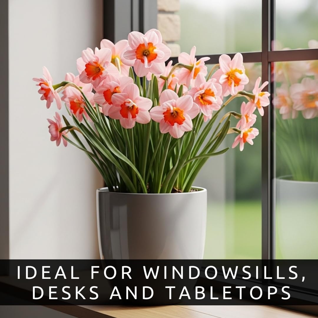 Indoor Pre-Chilled Pink Pony Daffodil Bulbs for Forcing Indoors - Easy to Grow in Water Indoors - Prechilled Indoor Bulbs - Bright Blooms During Cold Winter - Holiday Hostess Gift (5 Bulbs)
