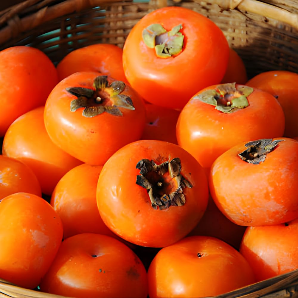 (No Ship to CA) 4 Persimmon Tree Live Bare Root Seedlings | | 1-2ft Tall | Cold-Hardy North American Native Fruit Tree | Well-Rooted Plants for Home Garden | Dormant Plant