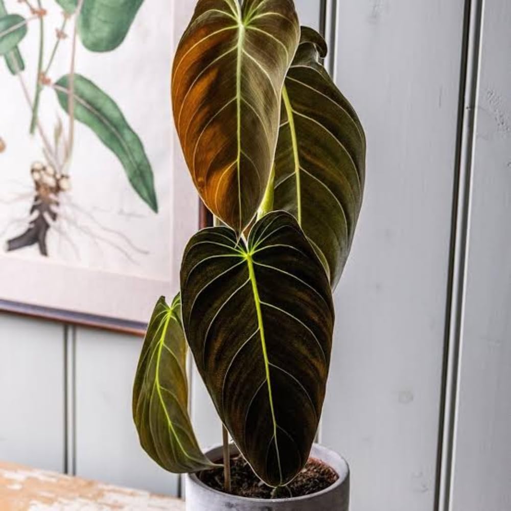 Variegated Philodendron Live Plant, Rare Indoor Houseplant Live Well Rooted 5-7 Inches, Container Growing, Home Office Decor (Giant Leaves Philodendron)