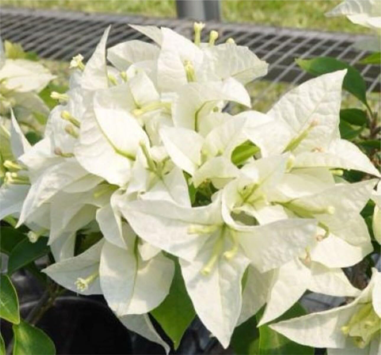 Live Plant - 4” Pot of Mauna KEA Live Rooted Bougainvillea Plant