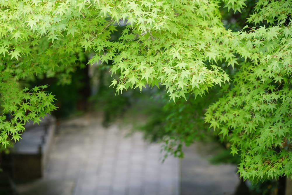 Green Japanese Maple Tree Seedlings for Planting - Excellent Landscape Tree - Approx 18 Inches Tall