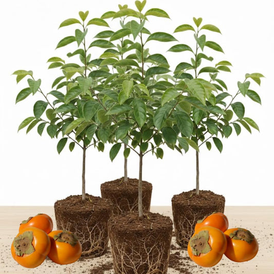 (No Ship to CA) 4 Persimmon Tree Live Plants | 1-2ft Bare Root Seedlings | Low Maintenance Nut and Fruit Tree Alternative & Well-Rooted | Dormant Plant