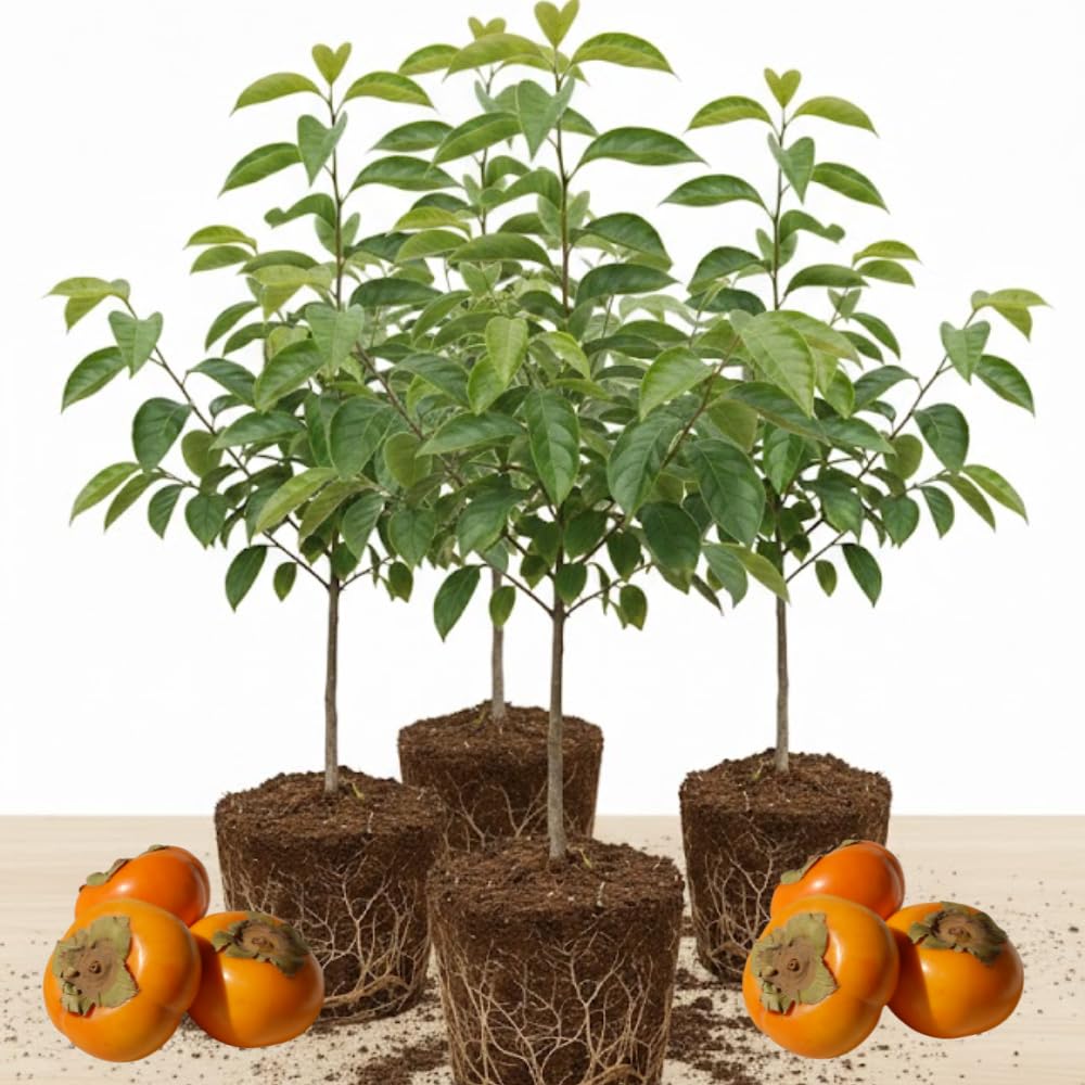 (No Ship to CA) 4 Persimmon Tree Live Bare Root Seedlings | | 1-2ft Tall | Cold-Hardy North American Native Fruit Tree | Well-Rooted Plants for Home Garden | Dormant Plant