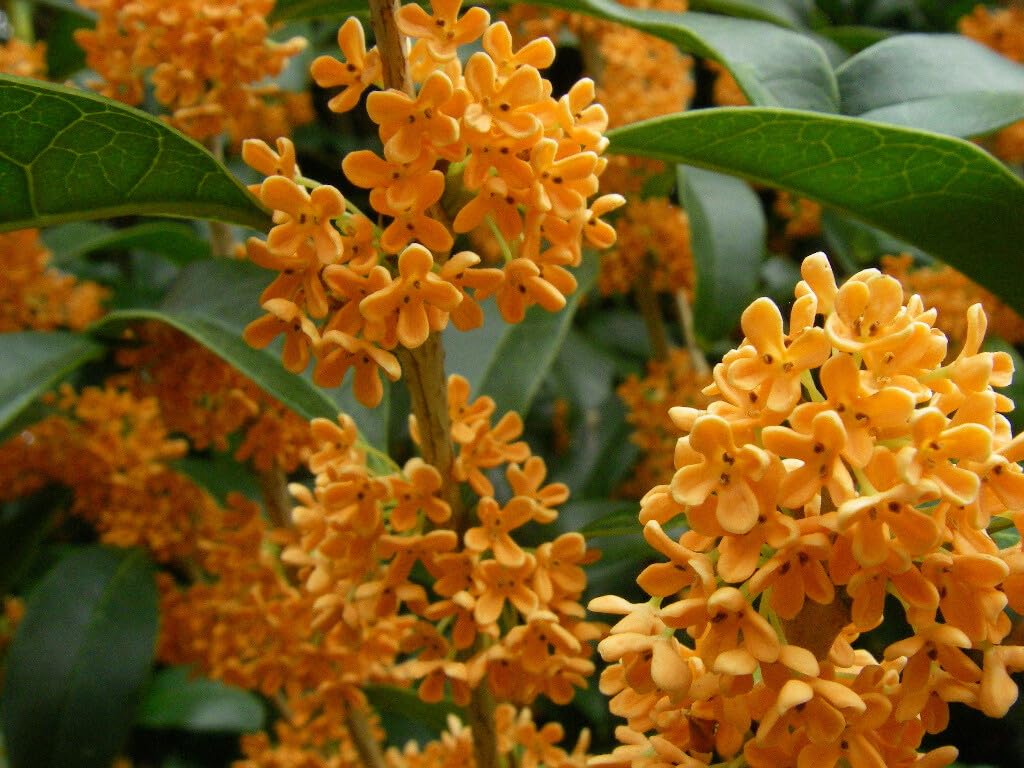 Live Plant - Apricot Echo Fragrant Tea Sweet Olive Osmanthus fragrans Rooted Starter Plant
