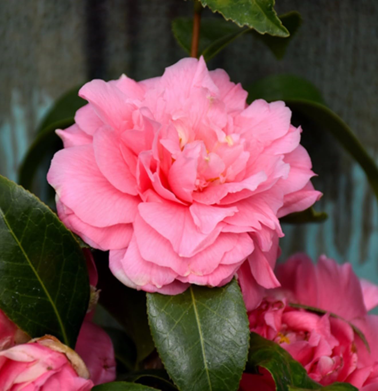 Live Plant - Kumasaka Camellia Japonica-Live Starter Plant